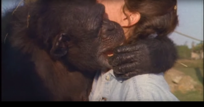 The Chimps Never Forgot What This Woman Did. They Were Reunited After 18 Years Apart.