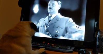 Man Arrested After Teaching His Dog The Nazi Salute