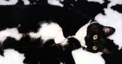 Where&rsquo;s the Kitty? I Don&rsquo;t See the Kitty; It&rsquo;s Cat Camouflage