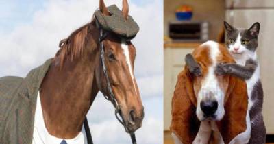 How Domesticated Animals And Pets Got Their Origins