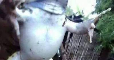 What The Frog? Is That Thing.. A Mutant Frog Sent To Take Our Women?