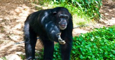 10 Of Nature&rsquo;s Most Advanced Nonhuman Minds