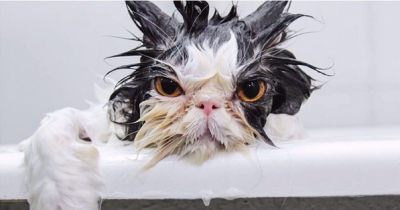 10 Wet Cats Express Their Strong Opinions About Water