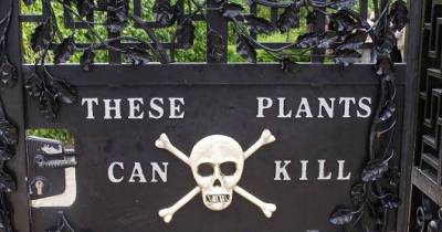 The 12 Deadliest Plants In The World