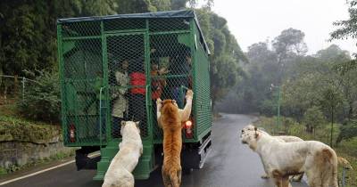 Wildlife Doesn&rsquo;t Get More Real Than This Zoo Where Humans Are Caged & Animals Roam Free