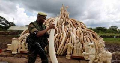 Kenya Lights World's Biggest Ivory Bonfire