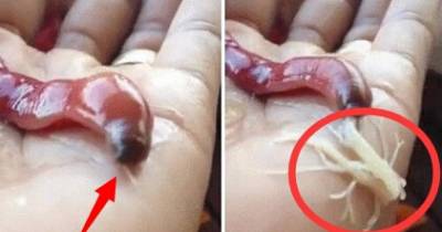 Try not to puke as this ribbon worm shoots white goo all over a human hand