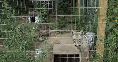 This 8-Year-Old Girl Has A Coyote As Her Best Friend And Family Pet