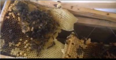 Horrified Flat Owners Discover Astonishing 25,000 Bees Living Behind Their Walls