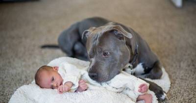 He Warned His Wife That Her Pit Bull Would Harm His Newborn, She Didn&rsquo;t Listen. Then This Happened!