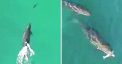 Drone Captures Footage Of Whales Successfully Hunting A Shark