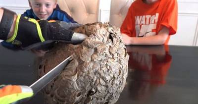 Dad Cuts Open A Wasp Nest &ndash; What They Discover Inside Leaves Everyone Stunned