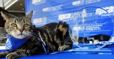 Top 10 Times Cats Saved Lives