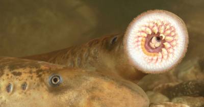 Blood Sucking Fish That Has Rows Of Teeth On Its TONGUE Is Returning To British Rivers