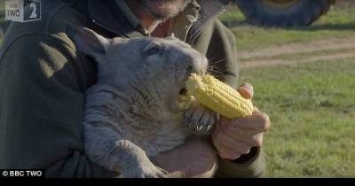 Angry Wombat Farts And Eats Corn In Hilarious BBC Footage
