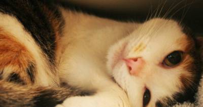 5 Ways My Cats Act Like They&rsquo;re Sassy Teenagers