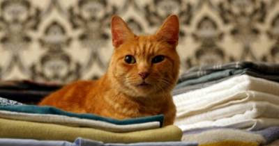 5 Ways My Cat Makes Housekeeping Fun