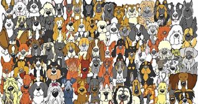 I Stared At This Picture For Hours And Couldn&rsquo;t Find The Hidden Panda