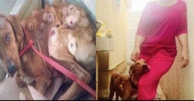 When She Saw This Dog, She Was Horrified... But Then She Did Something No One Else Would