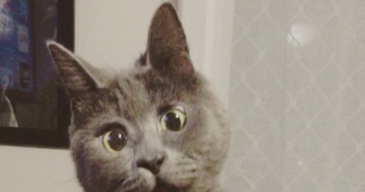 This Permanently Surprised Cat Wasn&rsquo;t Supposed To Survive, Now He&rsquo;s 4 Years Old