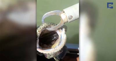 Fisherman Catches Fish Only To Be Treated To A Horrifying Surprise In Its Mouth.