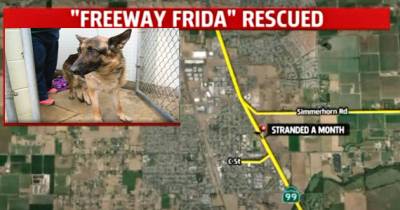 Dog Rescued After Surviving 5 Weeks On A Freeway Median
