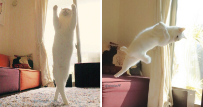 Ballet Cat Dances Like Nobody&rsquo;s Watching