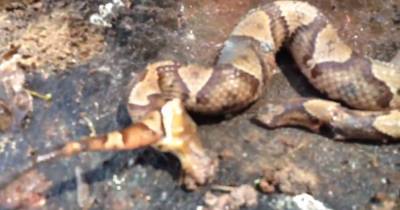 Snake With Head Cut Off Bites Its Own Tail