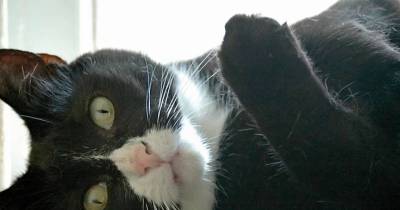 5 Words And Phrases My Cat Totally Understands