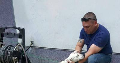 Stray Dog Walks Into Police Station And Is Never The Same!
