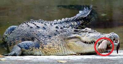 Man-Eating Nile Crocodiles Have Been Found In Florida