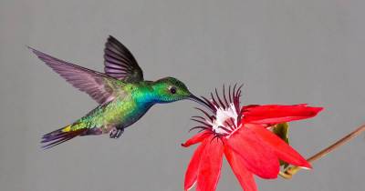Pretty Plants That Attract Hummingbirds