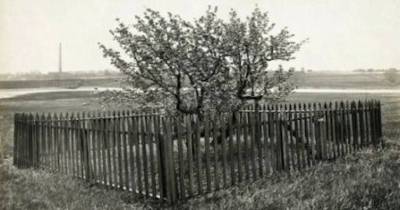 They Built A Fence Around This Tree Decades Ago, And Touching It Will Get You In A World Of Trouble
