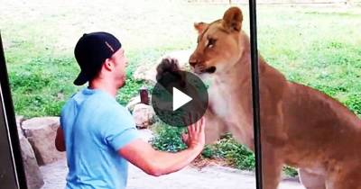 Drunk Man Jumps Railing To Meet Lion Face To Face