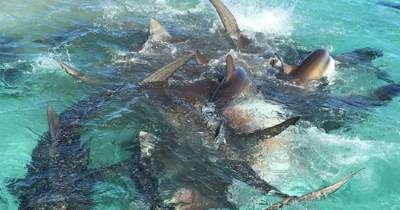 Incredible Drone Footage Shows Tiger Sharks Feeding On Humpback Whale