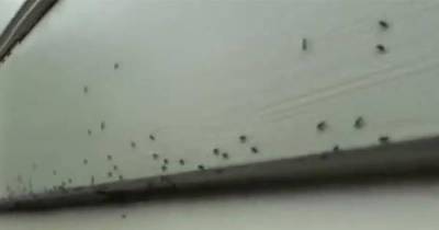 Man Sprays His Walls With Sugar, The Reason Why Is Brilliant