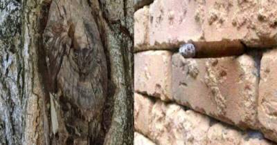 These Optical Illusions That Are Driving The Internet Crazy