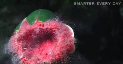 Shooting A Watermelon With A Potato Gun Has Some Very Destructive Results