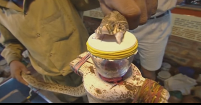 Ever Wonder What Snake Venom Does To Blood?