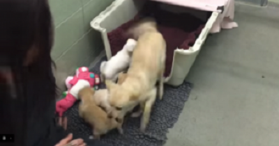 Watch A Mama Dog Reunite With Her Puppies. Your Heart Is Going To Melt