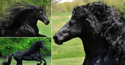 Meet Frederik - The Most Handsome Horse In The World Who Has Huge Fan Following!