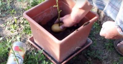 He Sticks A Rose In A Potato And Plants It. One Week Later, Something Really Unique Grows.