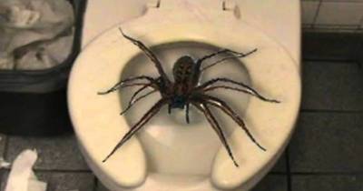 So You Think You Can Flush A Giant Spider in Toilet Bowl? Think Again!