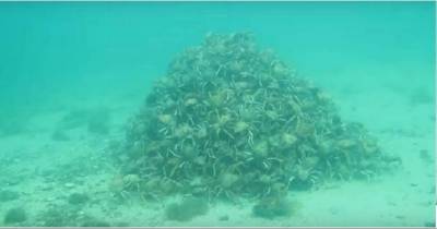 Divers Saw This Weird Pile In The Distance..But When They Get Closer? OMG!!