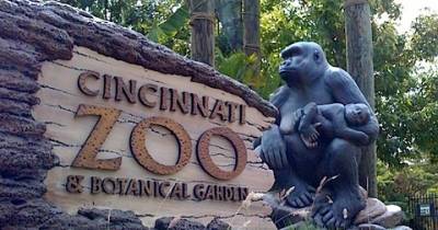 Boy Gets Trapped After Falling Into A Gorilla Enclosure