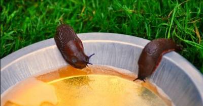 Pour Some Coffee Grounds Into An Ashtray And Light It On Fire. Finally You&rsquo;ll Be Able To Relax In Your Yard!