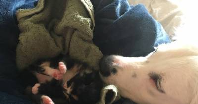 Border Collie Found Orphaned Kitten and Won&rsquo;t Leave Her Side