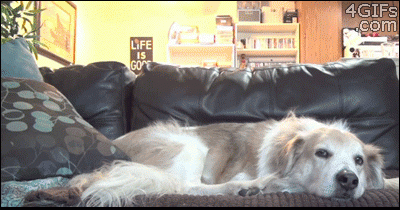 14 Crucial Pieces Of Dating Advice, Brought To You By Cute Animal GIFs