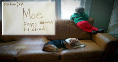 A Little Boy Wrote A Letter To His Pet In 'Doggie Heaven' And Got A Response!