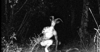 Top 10 Strangest Unidentified Creatures Ever Found On Earth!
